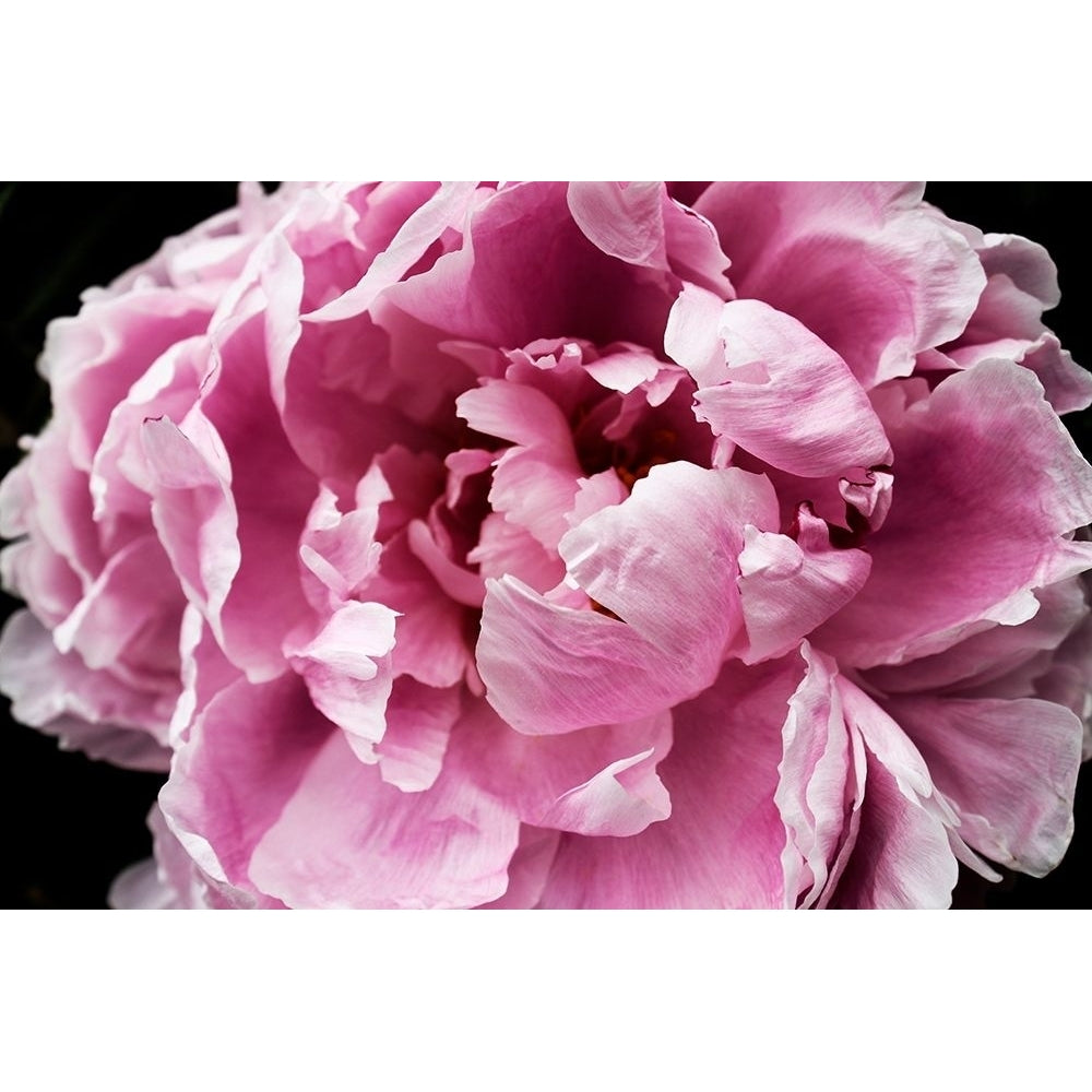 Pink Peony Passion IV Poster Print - Irena Orlov-VARPDX159058Z Image 1