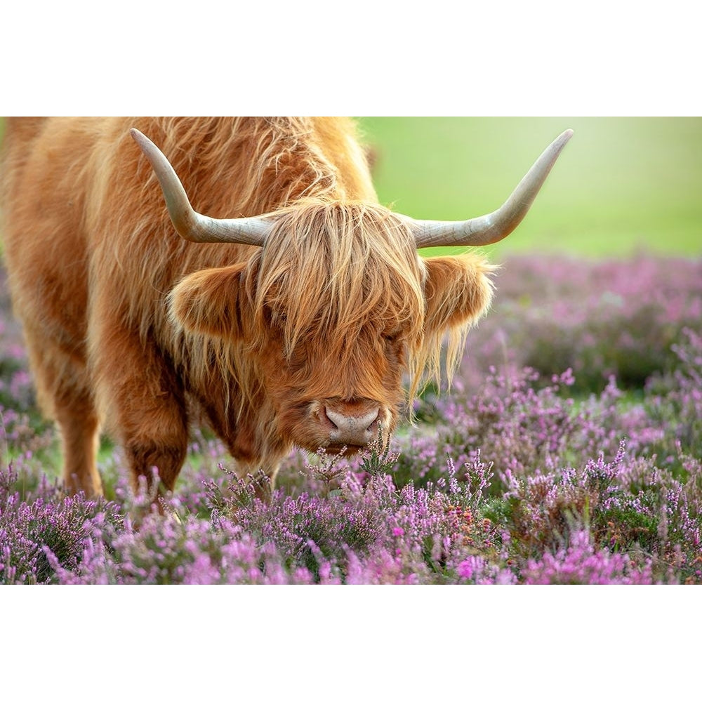 Highland In Heather Poster Print - Jacky Parker-VARPDX1593591 Image 1