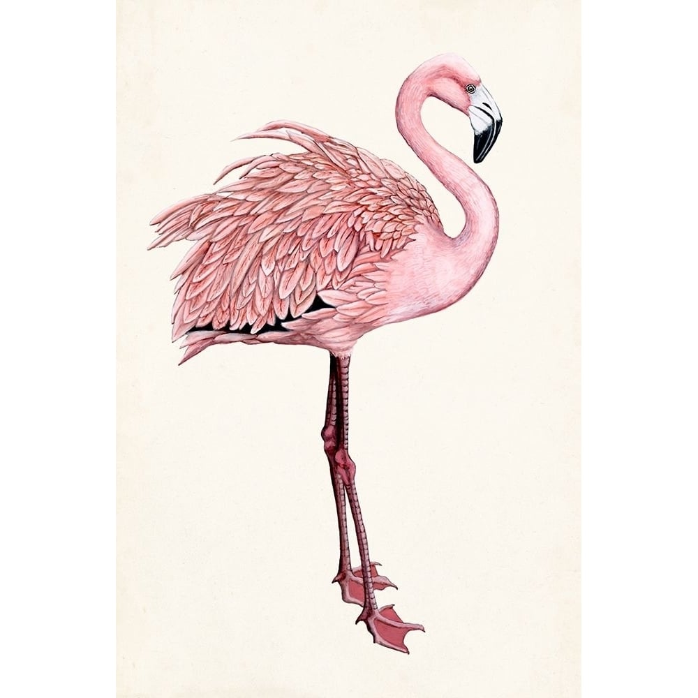 Striking Flamingo I Poster Print - Naomi McCavitt-VARPDX159377Z Image 1