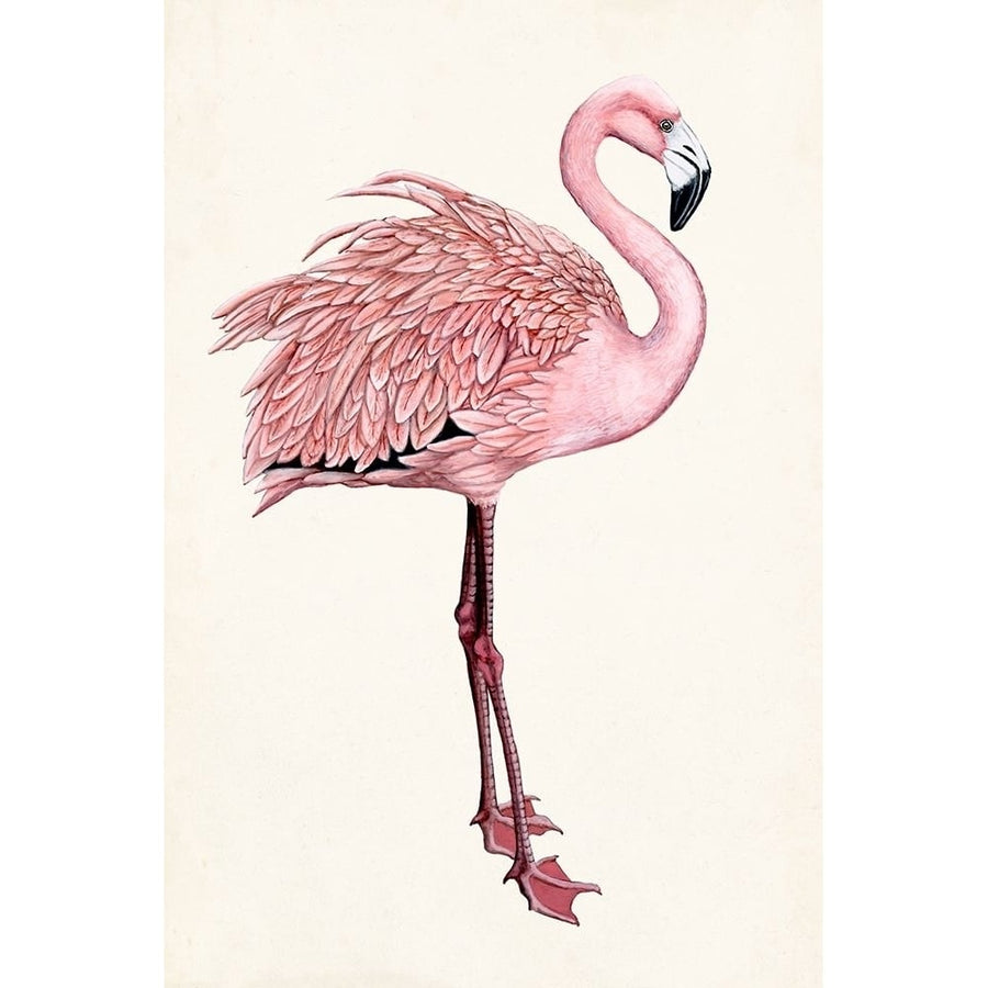 Striking Flamingo I Poster Print - Naomi McCavitt-VARPDX159377Z Image 1