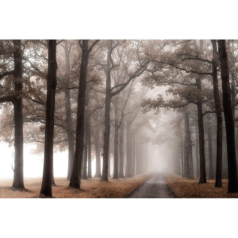 Misty Road Poster Print - Lars Van de Goor-VARPDX15962 Image 1