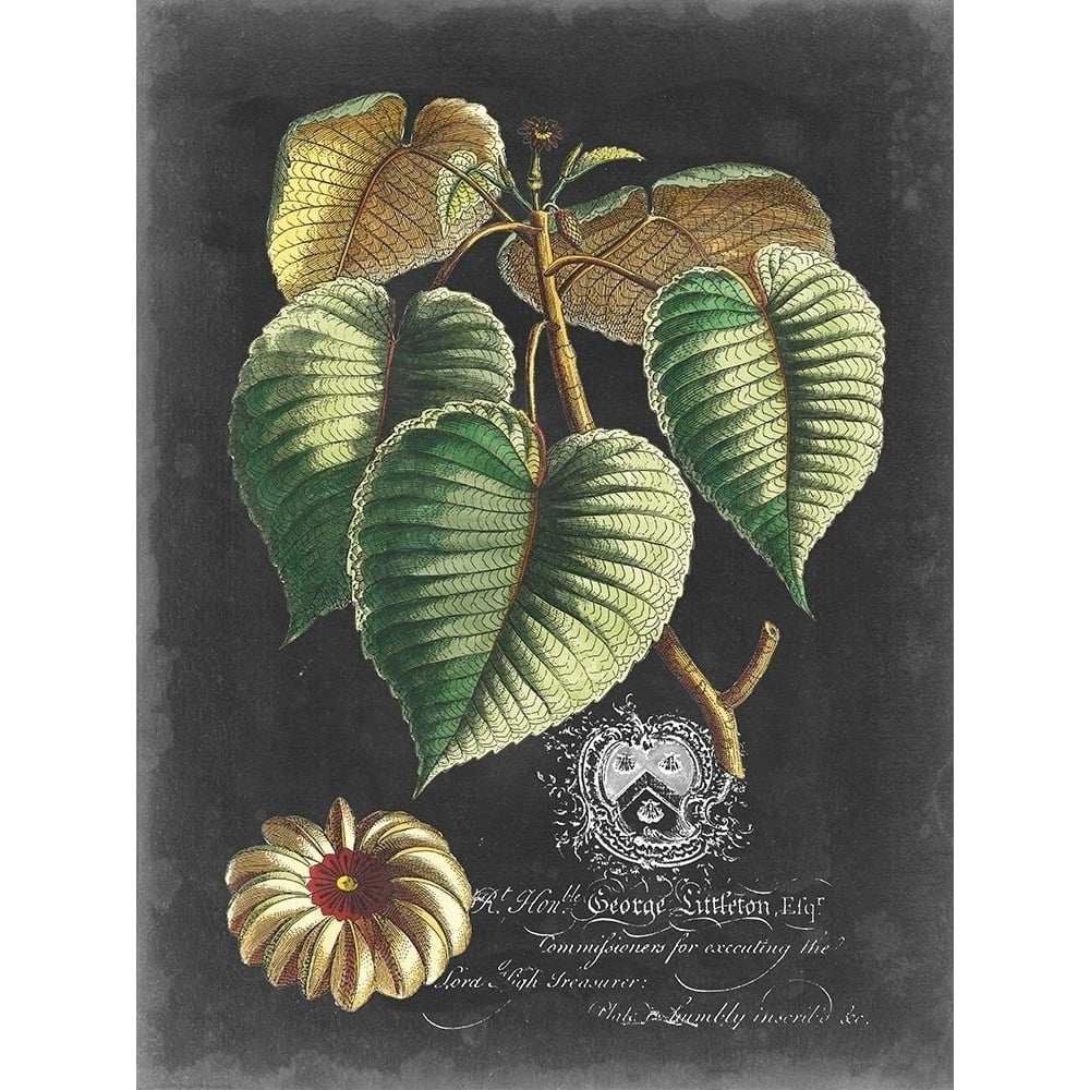 Royal Foliage I Poster Print - Studio Vision-VARPDX159698Z Image 1