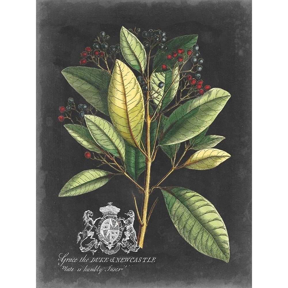 Royal Foliage IV Poster Print - Studio Vision-VARPDX159701Z Image 1