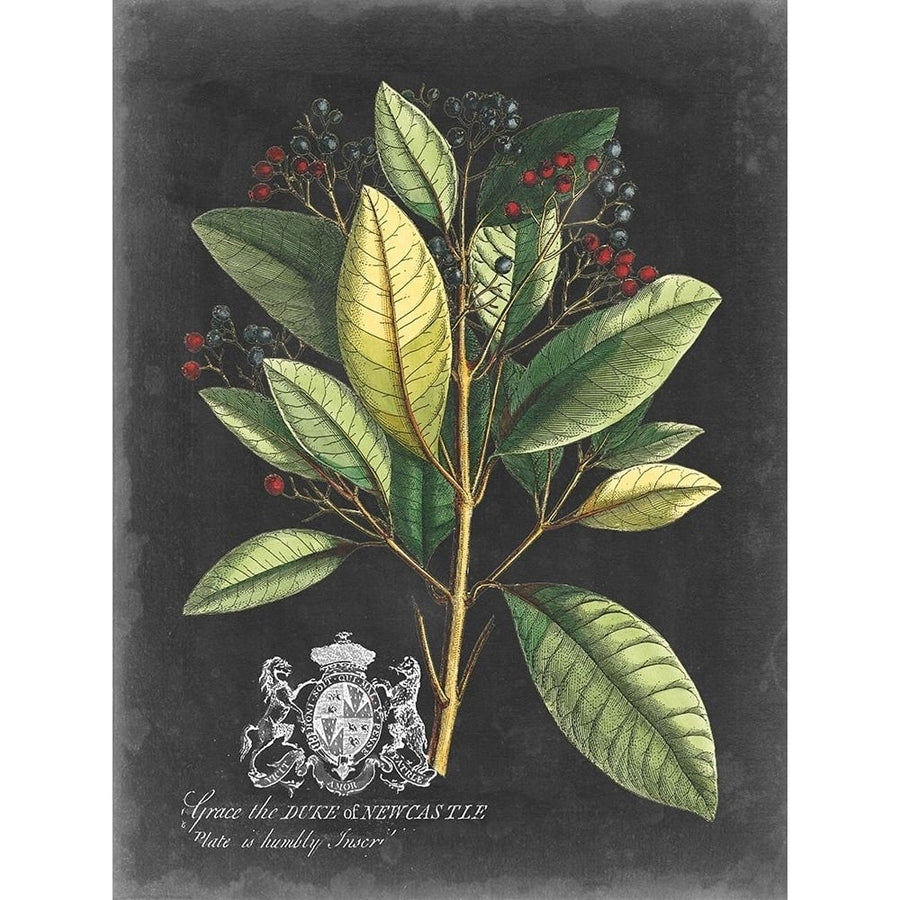 Royal Foliage IV Poster Print - Studio Vision-VARPDX159701Z Image 1