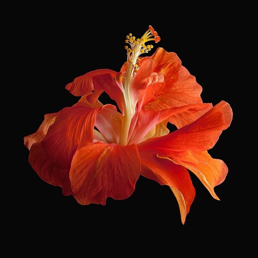 Tropical Hibiscus ~ Double Orange Poster Print by Richard Reynolds-VARPDX1598 Image 1