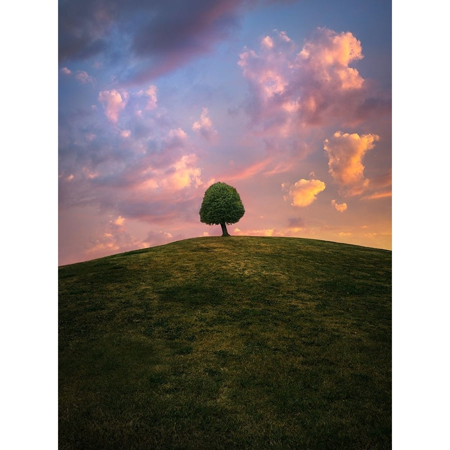 Tree On Hill During Sunset Poster Print - Christian Lindsten-VARPDX1598158 Image 1