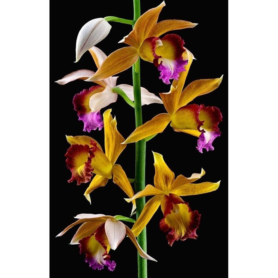 Nuns Orchid Poster Print by Richard Reynolds-VARPDX1600 Image 1