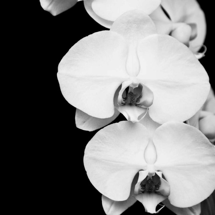 Orchid Portrait II Poster Print by Jeff Maihara-VARPDX16036 Image 2