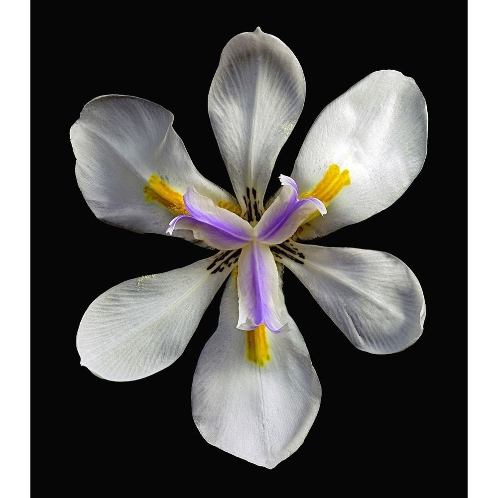 Variegated Cape Iris - Variegata Poster Print by Richard Reynolds-VARPDX1605 Image 1