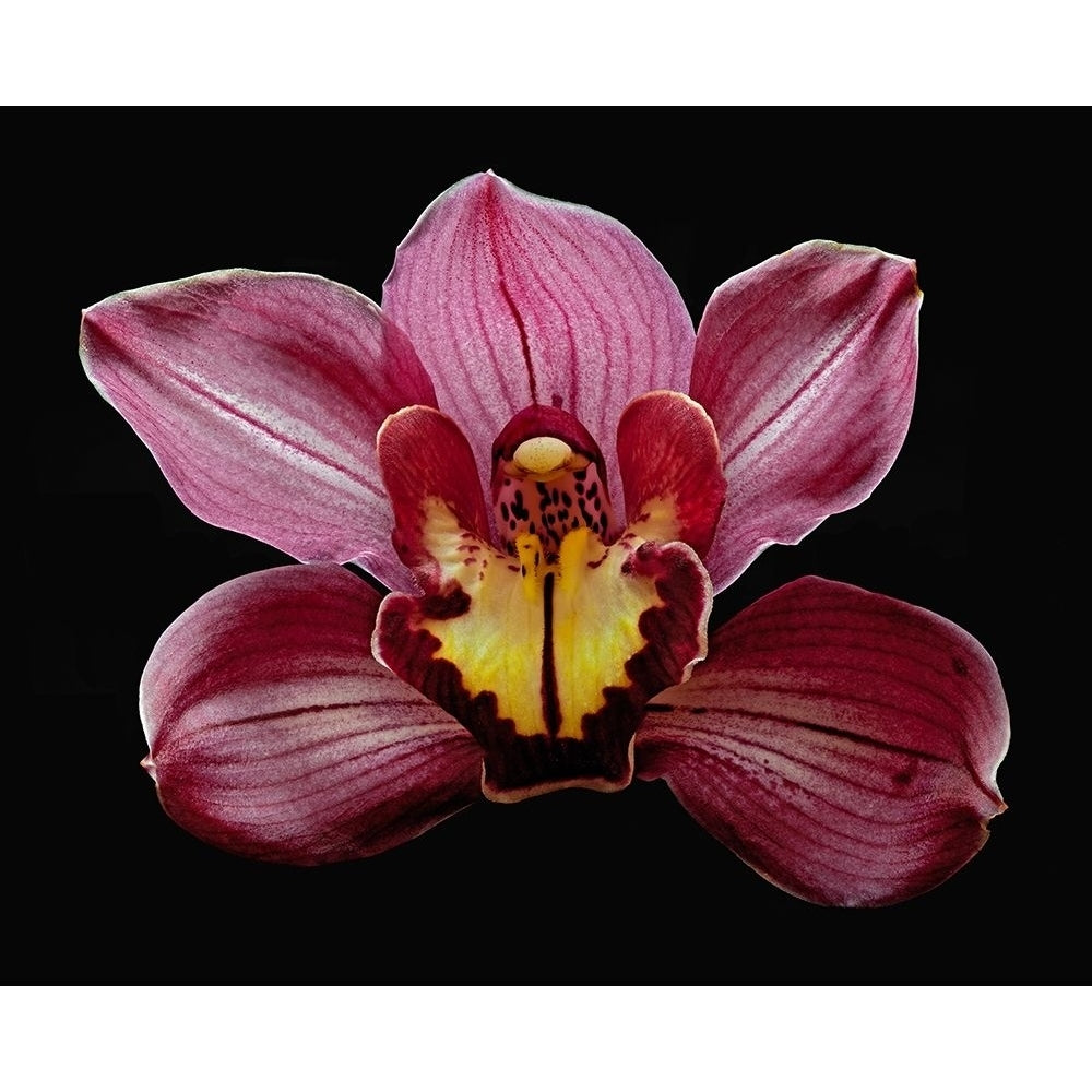 Orchid Eikoh Poster Print by Richard Reynolds-VARPDX1607 Image 1