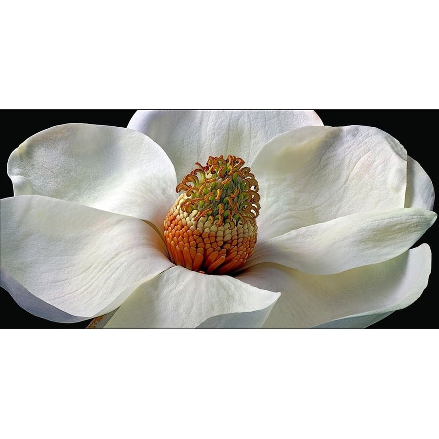 Southern Magnolia Poster Print by Richard Reynolds-VARPDX1610 Image 1