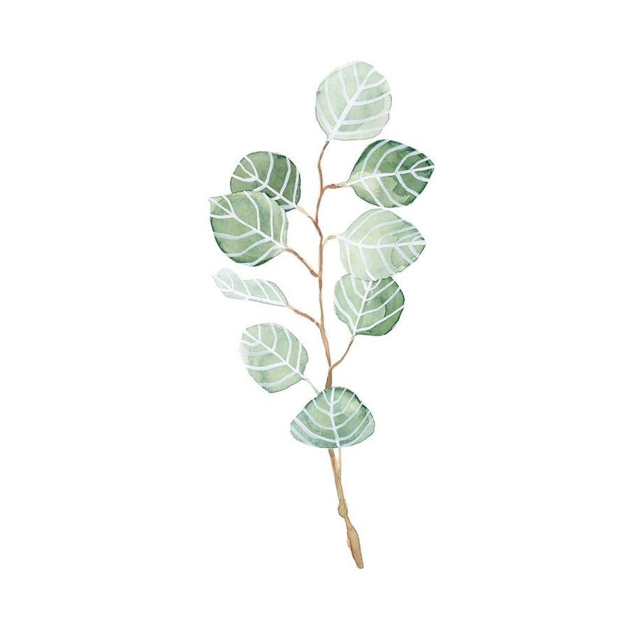 Soft Eucalyptus Branch III Poster Print - Emma Scarvey-VARPDX161088Z Image 1