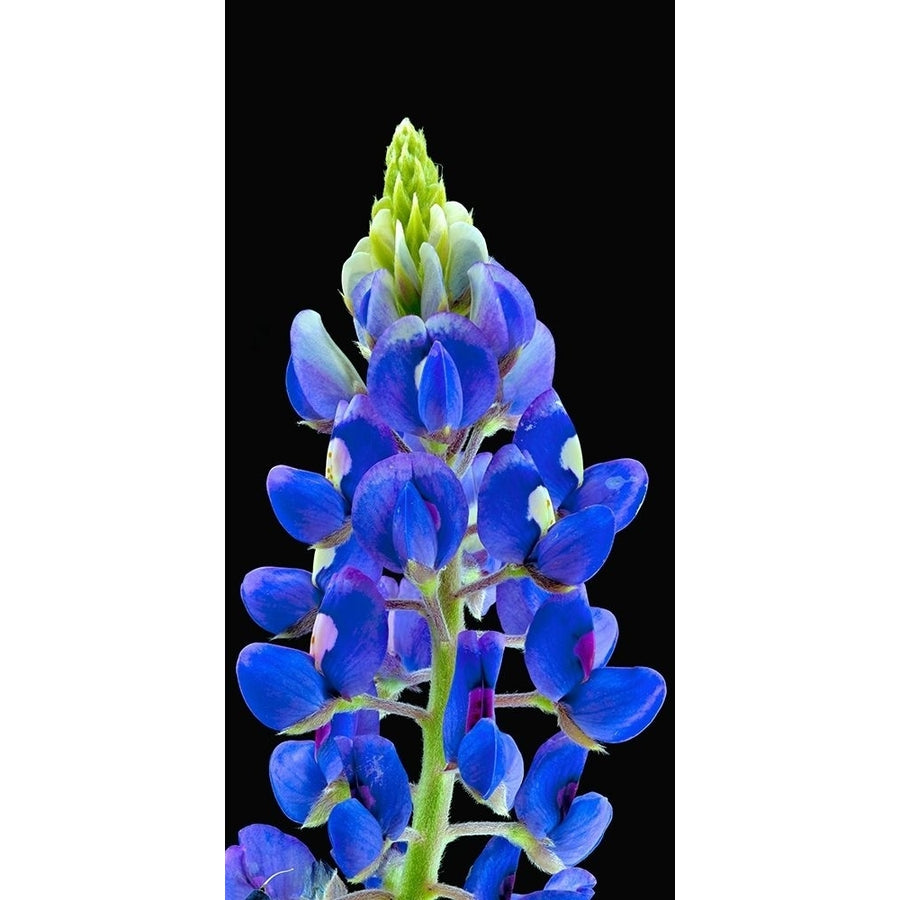 Texas Bluebonnet Poster Print by Richard Reynolds-VARPDX1612 Image 1