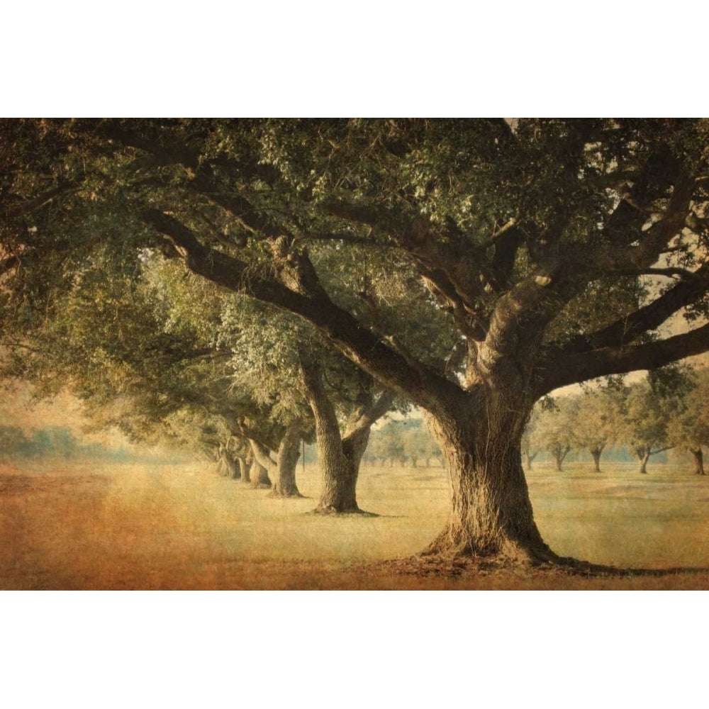 Island Oak Poster Print by William Guion-VARPDX16144 Image 1