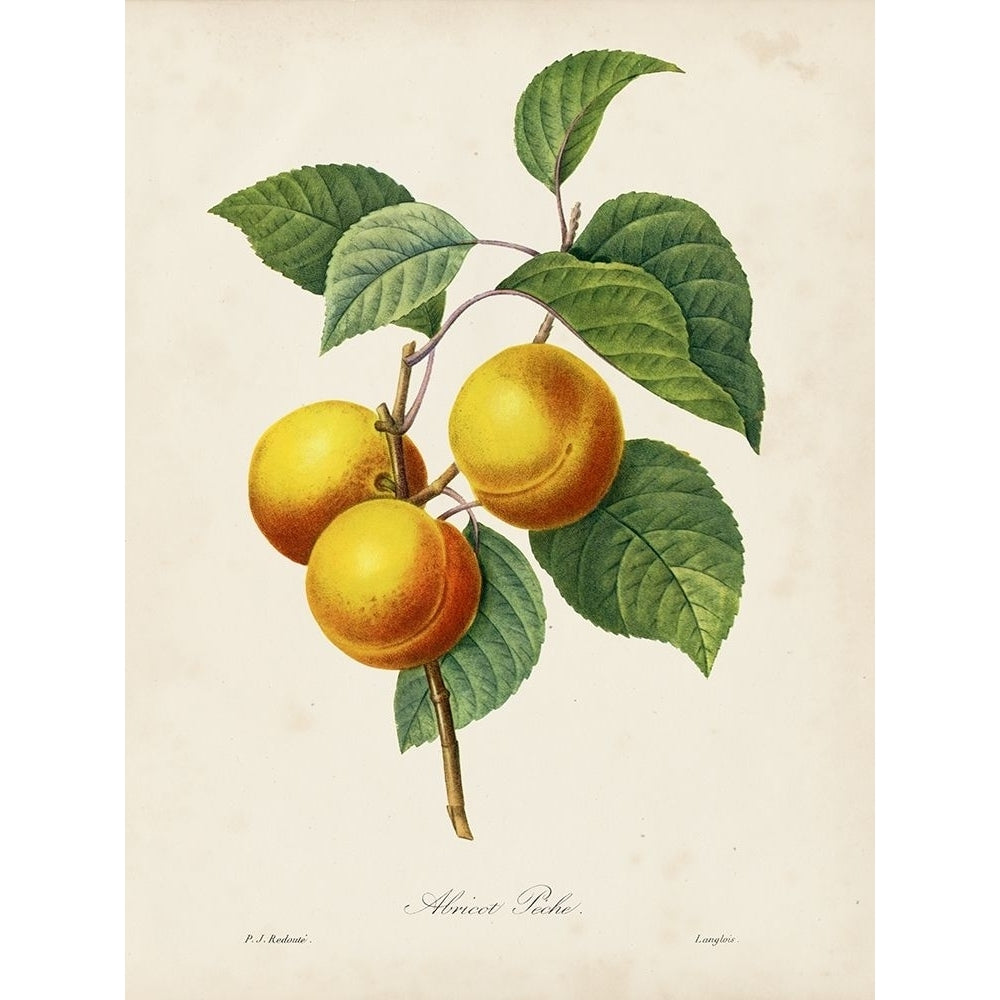 Redoutes Fruit I Poster Print - Pierre Redoute-VARPDX161302D Image 1