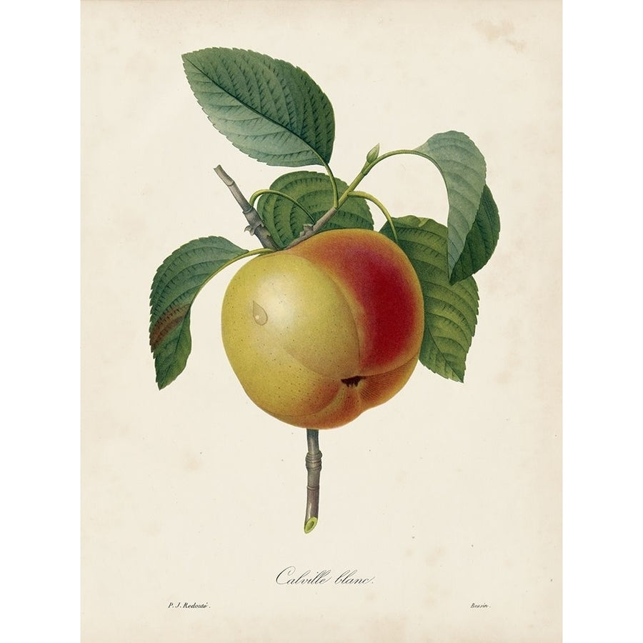 Redoutes Fruit IV Poster Print - Pierre Redoute-VARPDX161305D Image 1