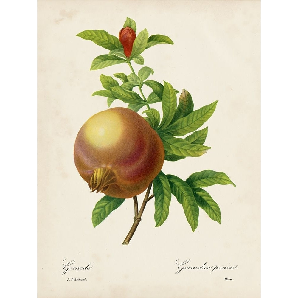 Redoutes Fruit III Poster Print - Pierre Redoute-VARPDX161304D Image 1