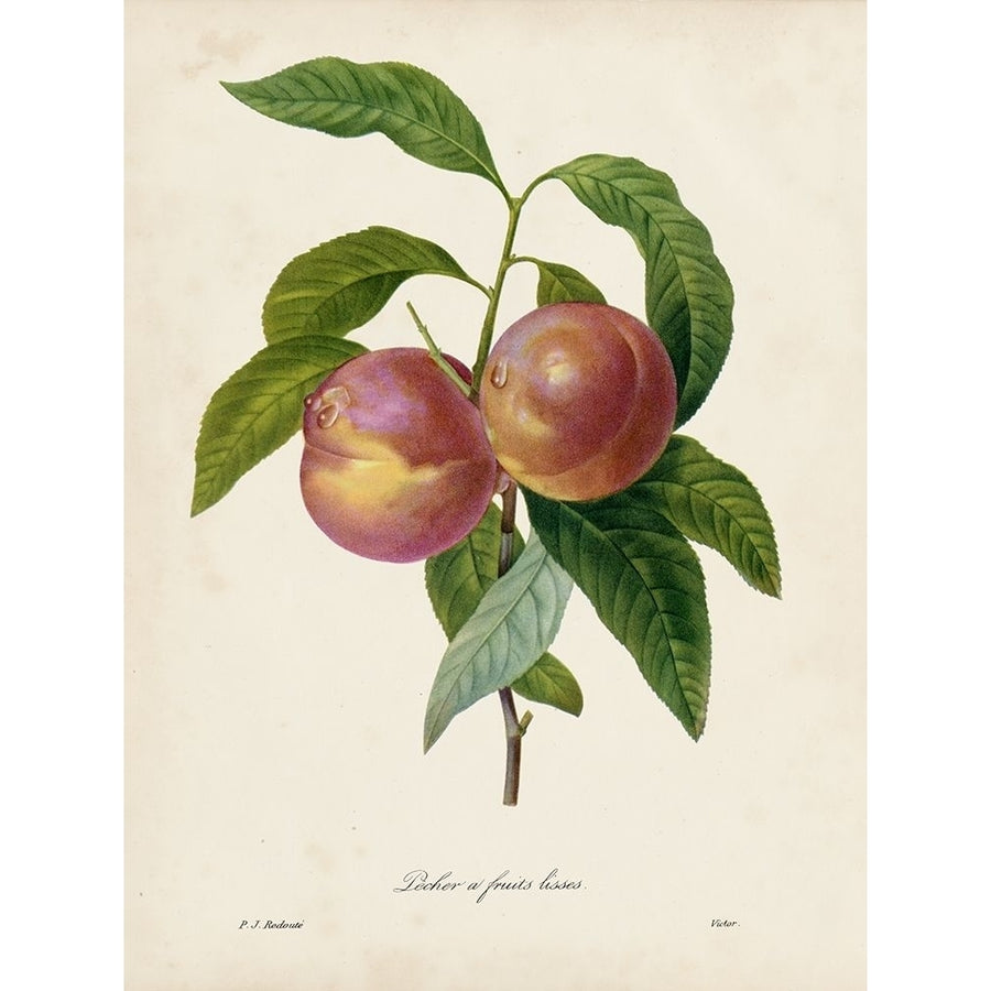 Redoutes Fruit II Poster Print - Pierre Redoute-VARPDX161303D Image 1