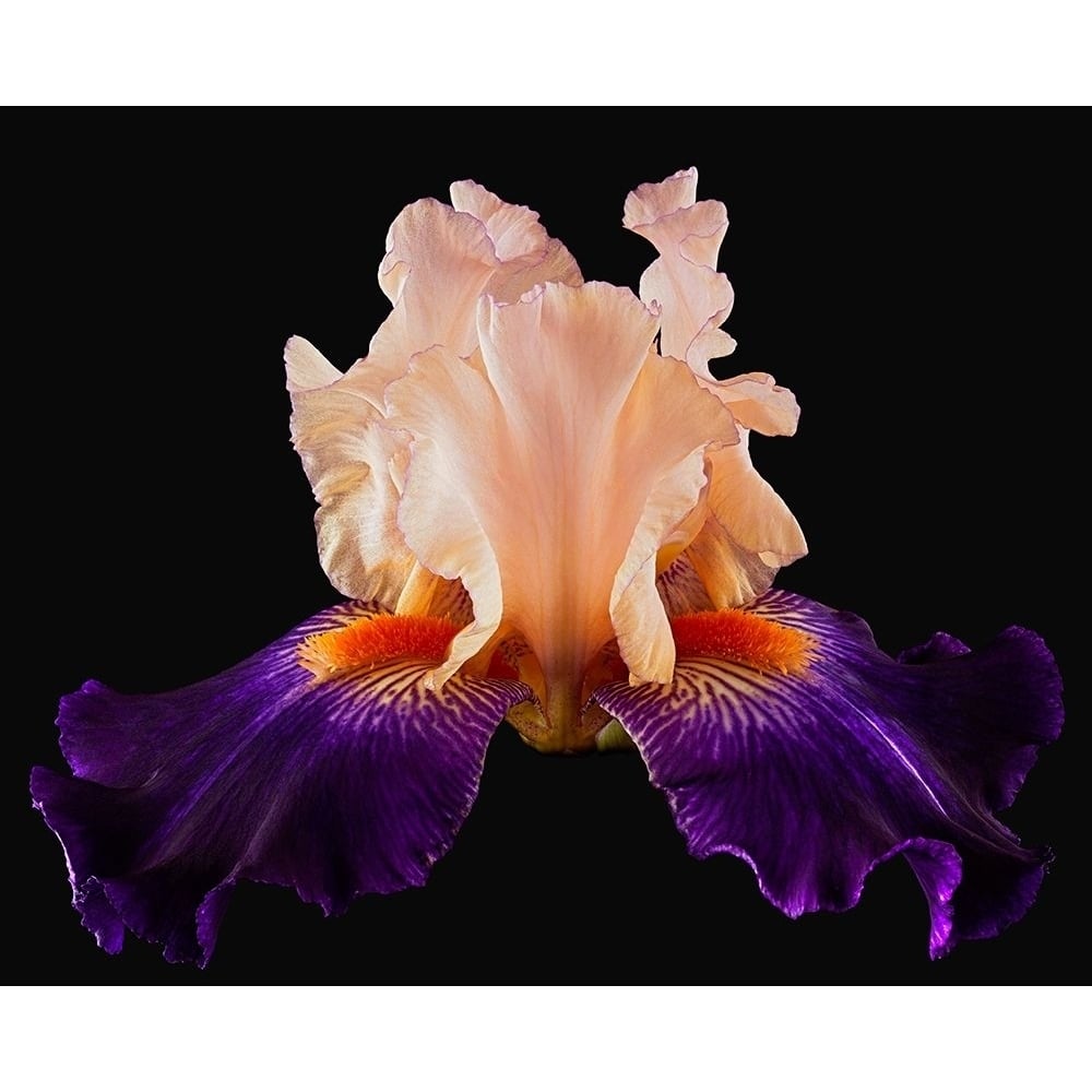 Tall Bearded Iris Zandra Poster Print by Richard Reynolds-VARPDX1615 Image 1