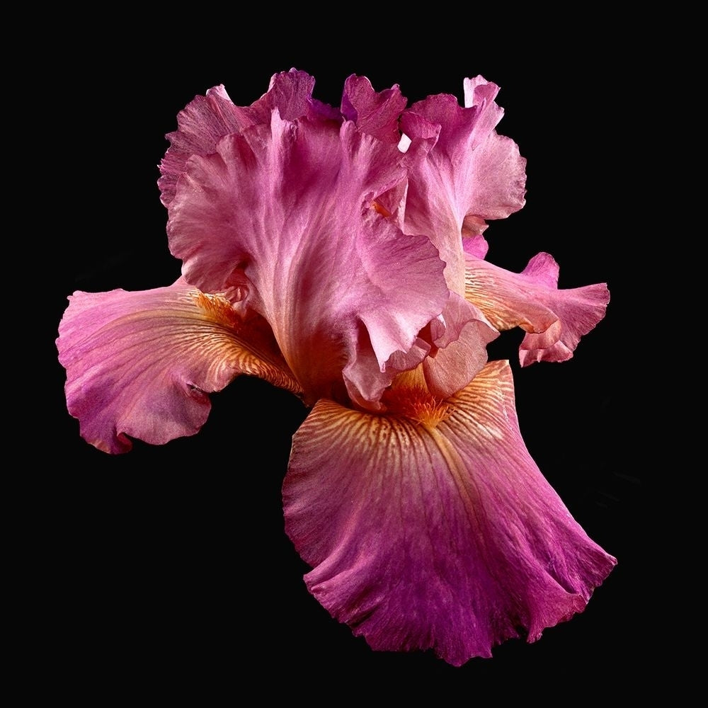 Tall Bearded Iris ~ Twice Thrilling Poster Print by Richard Reynolds-VARPDX1616 Image 1