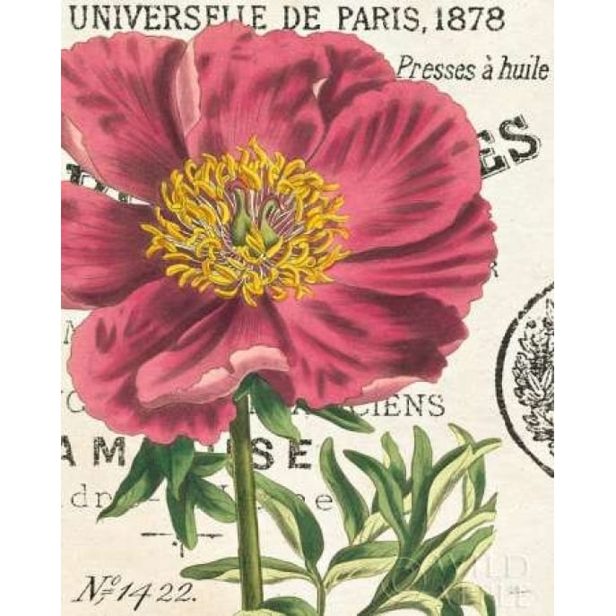 Peony Botany Poster Print by Sue Schlabach-VARPDX16202 Image 1