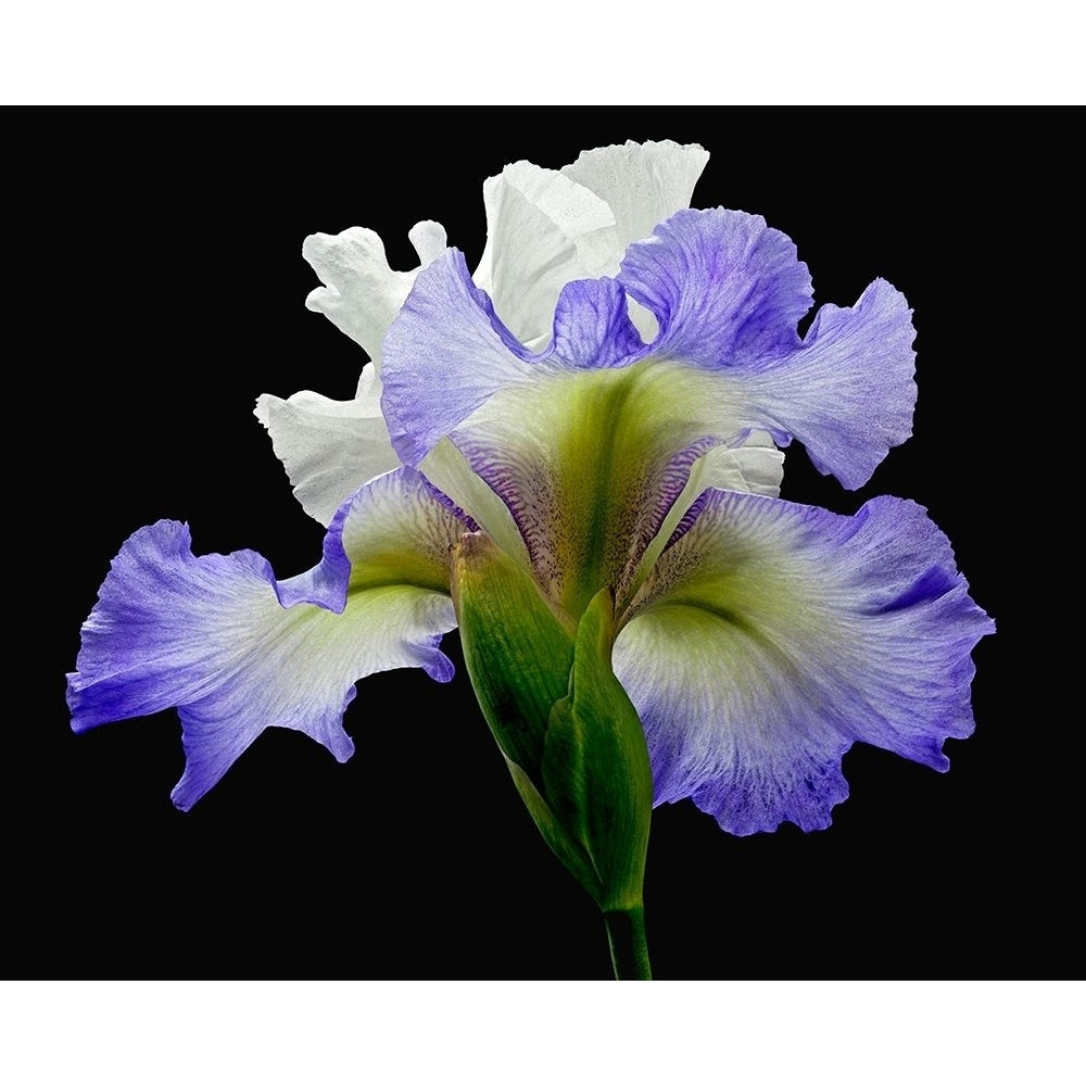 Tall Bearded Iris ~ Alizes Poster Print by Richard Reynolds-VARPDX1621 Image 1