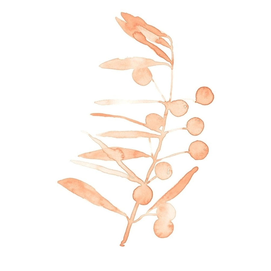 Blush Olive Branch III Poster Print - Emma Scarvey-VARPDX162179D Image 1