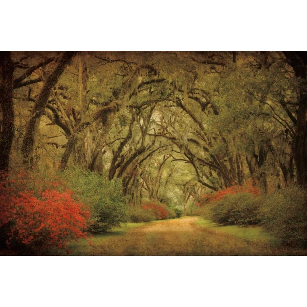 Road Lined With Oaks and Flowers Poster Print by William Guion-VARPDX16217 Image 1