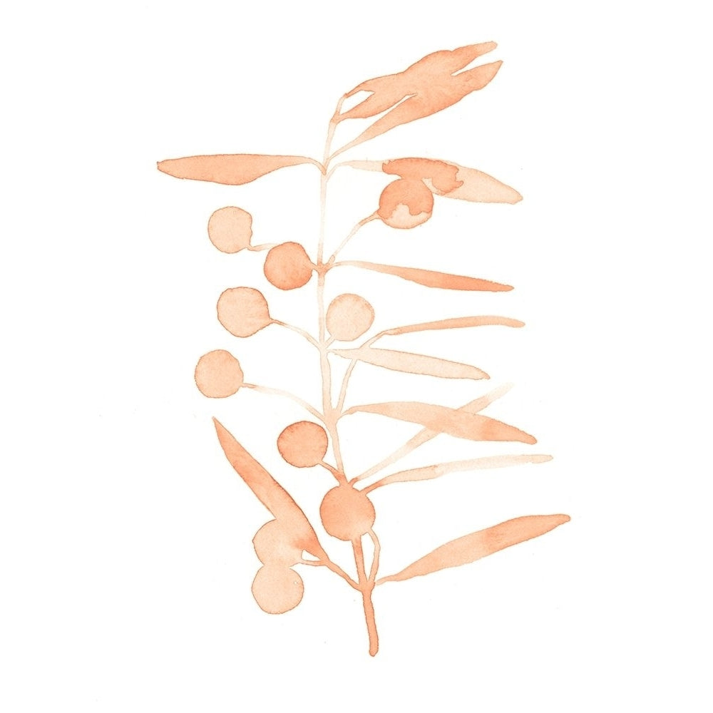 Blush Olive Branch II Poster Print - Emma Scarvey-VARPDX162178D Image 1