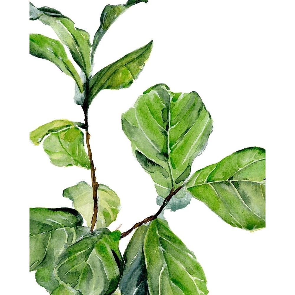 Fiddle Fig II Poster Print - Jennifer Paxton Parker-VARPDX162464Z Image 1