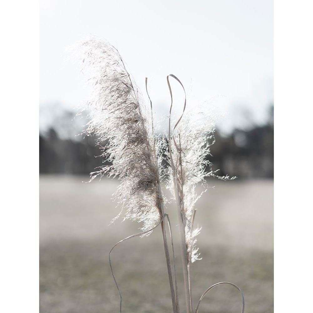 Ethereal Pampas I Poster Print - Jason Johnson-VARPDX162608Z Image 1