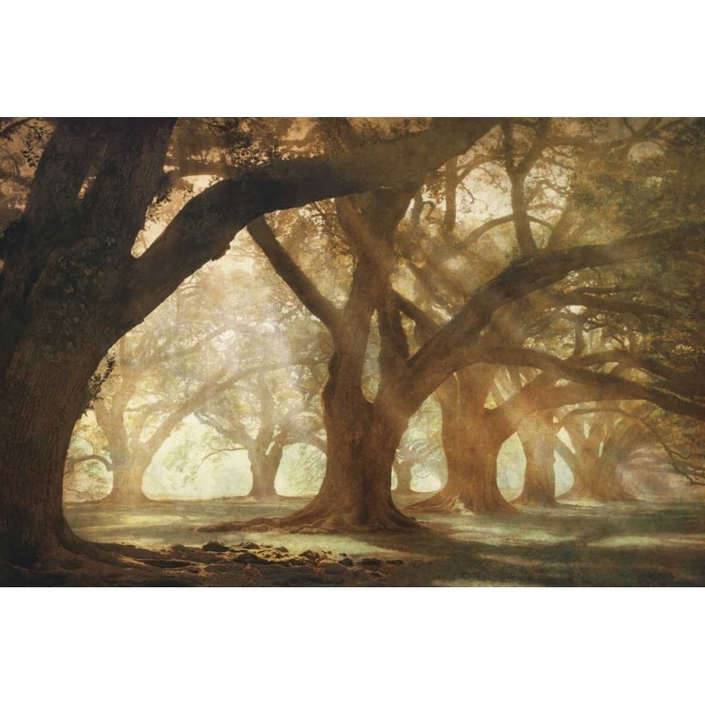 Oak Alley Morning Light Poster Print by William Guion-VARPDX16263 Image 1