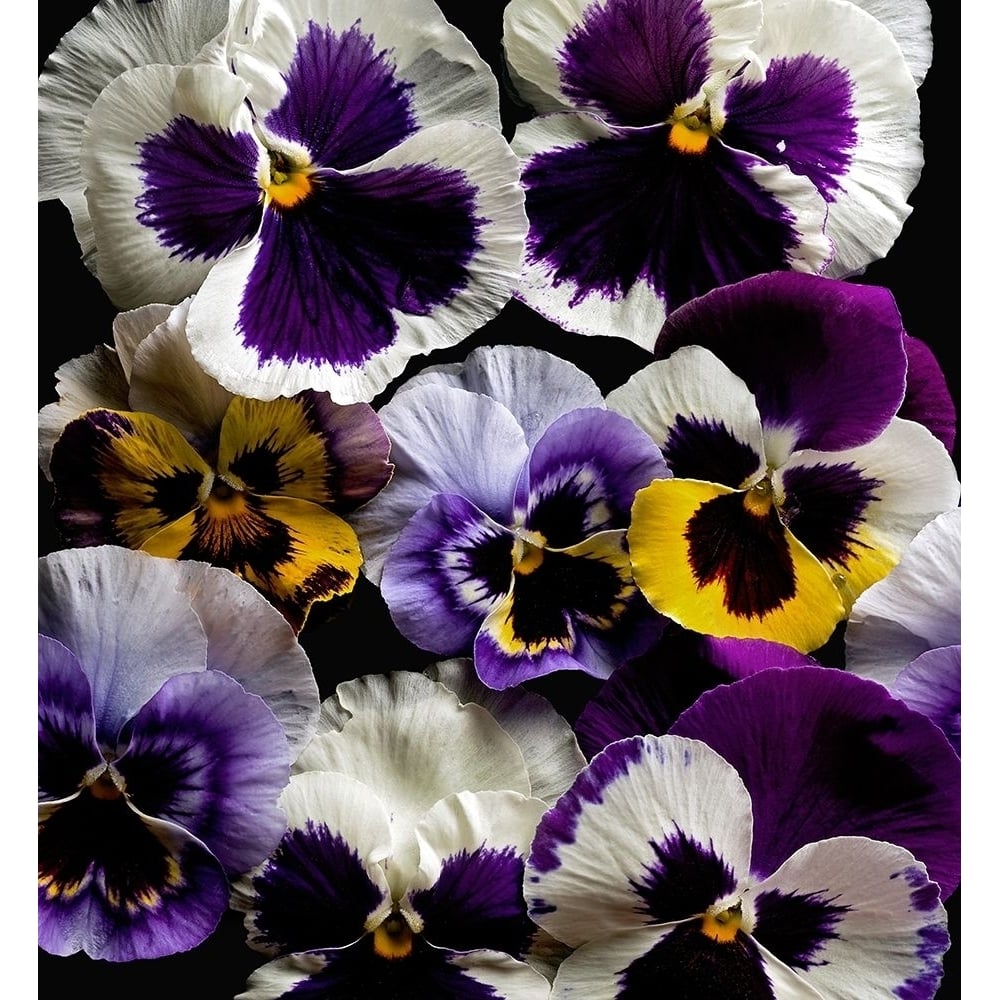 Pansies Poster Print by Richard Reynolds-VARPDX1627 Image 1