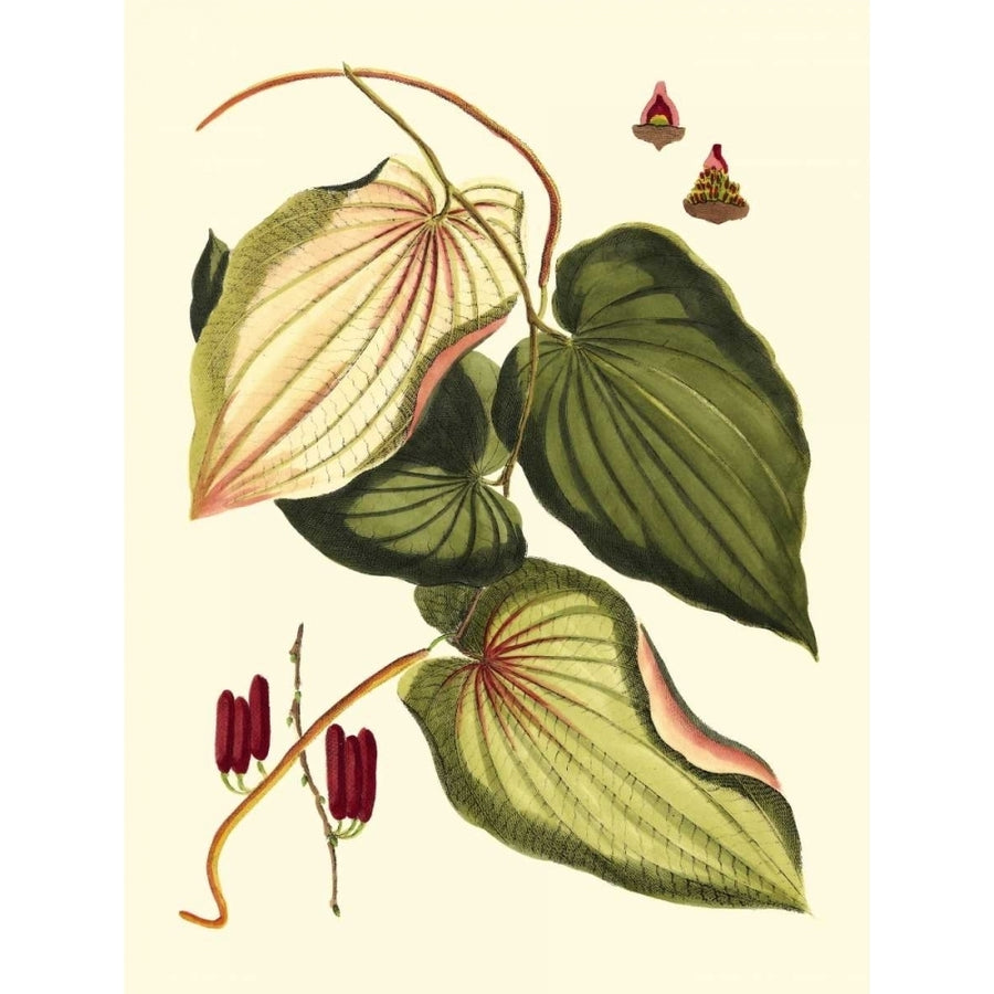 Buchoz Leaves III Poster Print - Studio Vision-VARPDX16307Z Image 1