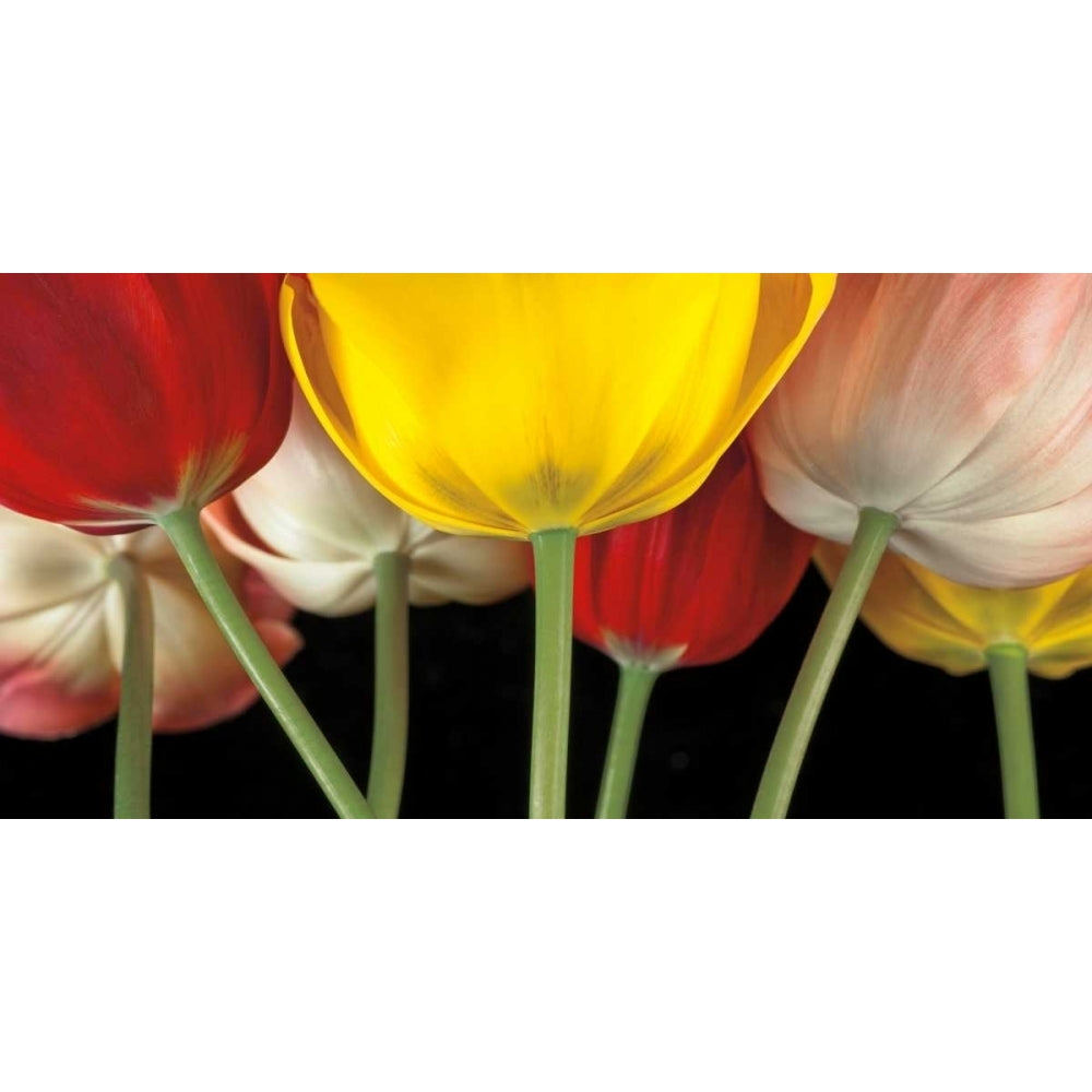 Sunshine Tulips Poster Print by Assaf Frank-VARPDX16308 Image 1