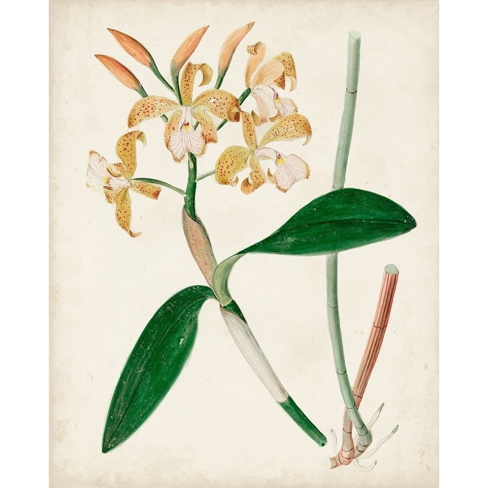 Orchid Pair II Poster Print - Unknown-VARPDX163334Z Image 1