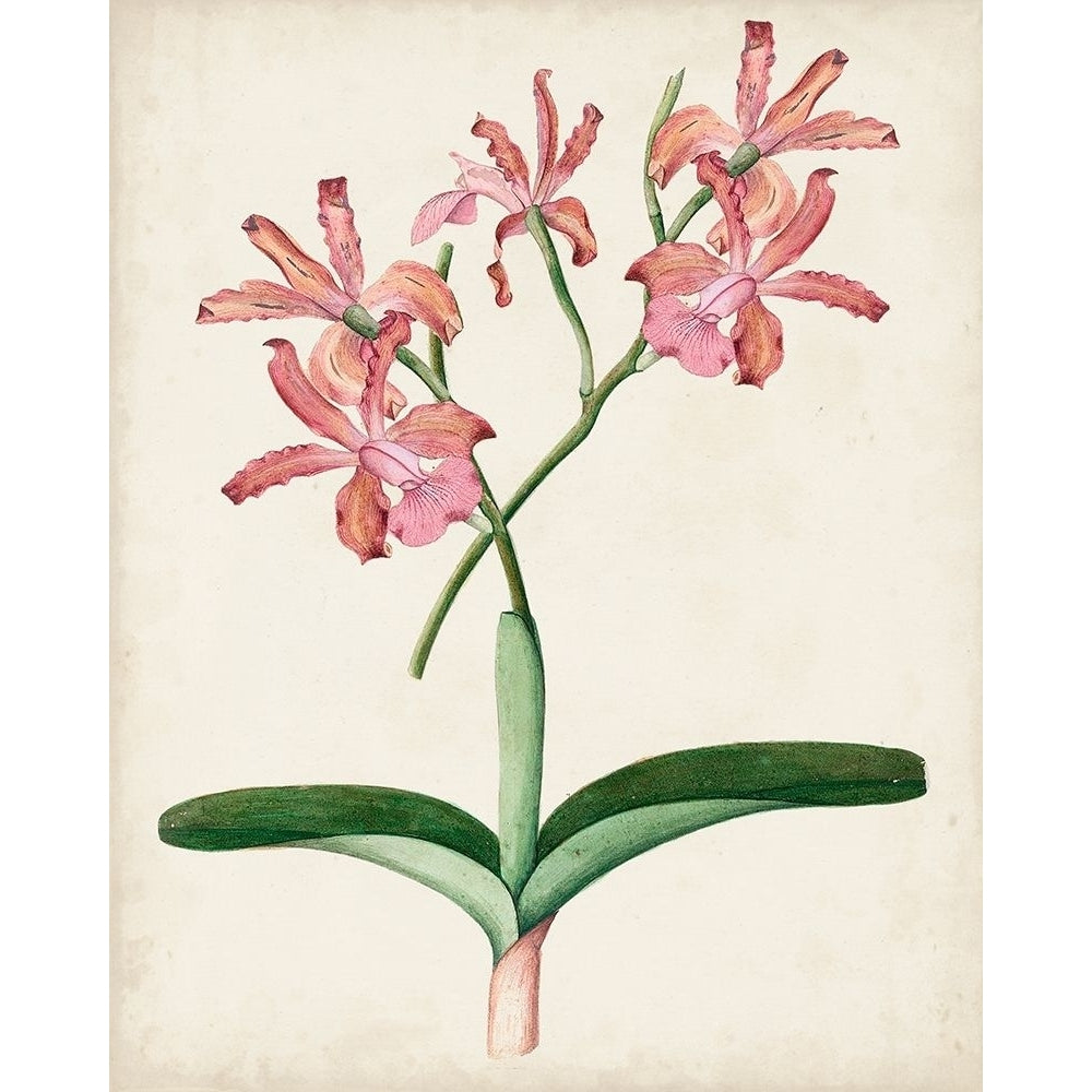 Orchid Pair I Poster Print - Unknown-VARPDX163333Z Image 1