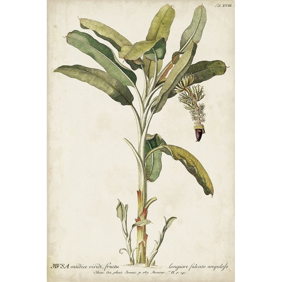 Banana Palm I Poster Print - Unknown-VARPDX163364Z Image 1