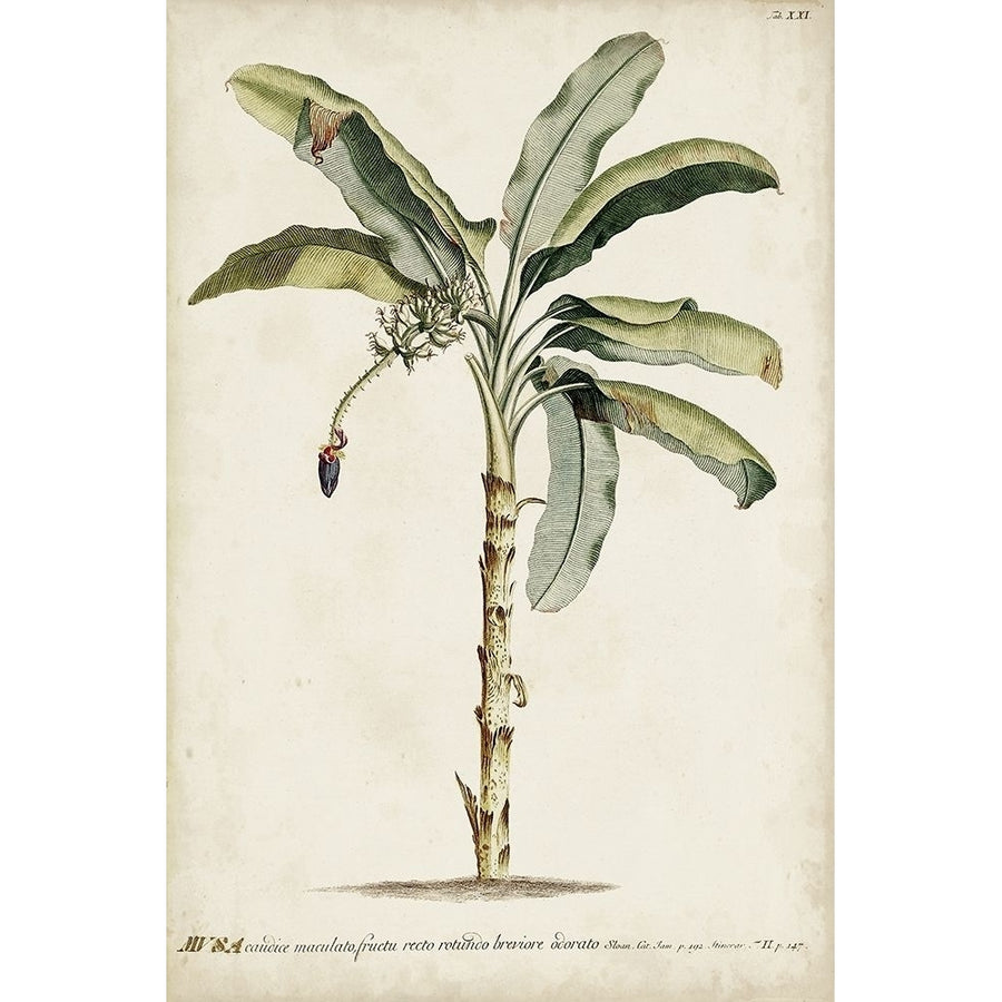 Banana Palm II Poster Print - Unknown-VARPDX163365Z Image 1