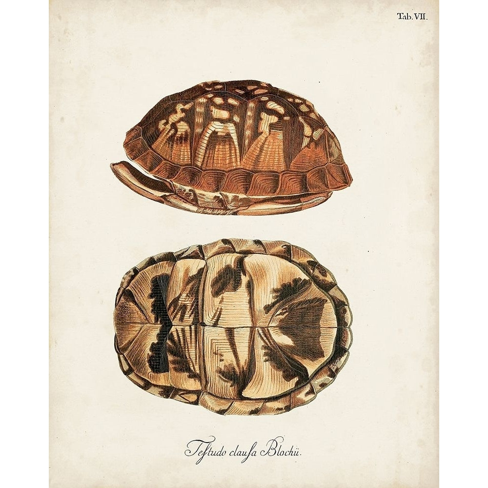 Antique Turtles and Shells III Poster Print - Unknown-VARPDX163377Z Image 1