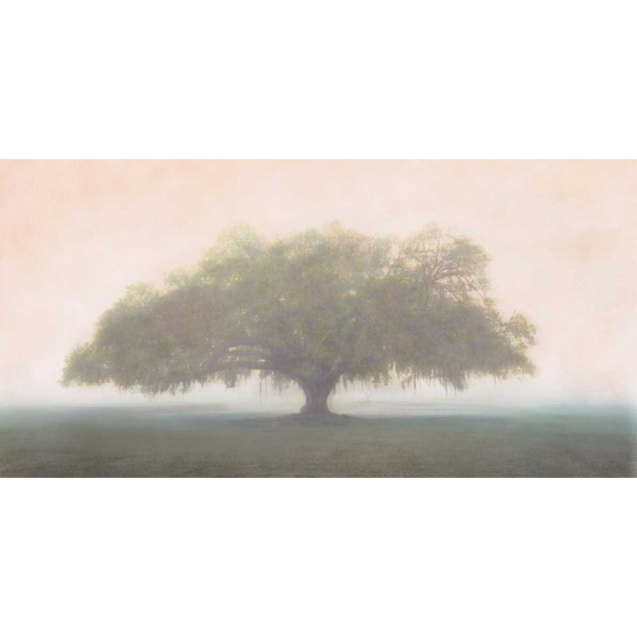 Oak in the Fog Poster Print by William Guion-VARPDX16352 Image 1