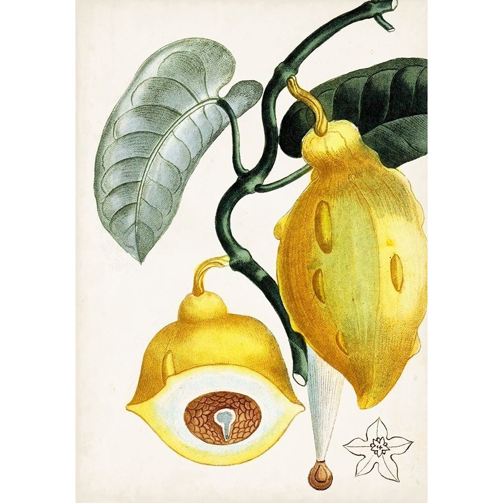 Turpin Tropical Fruit IV Poster Print - Turpin-VARPDX163552Z Image 1