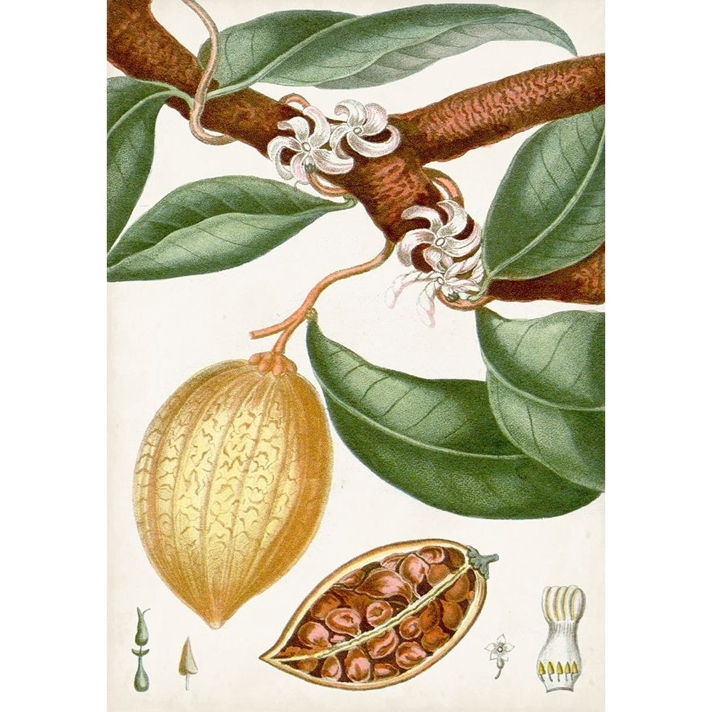 Turpin Tropical Fruit II Poster Print - Turpin-VARPDX163550Z Image 1