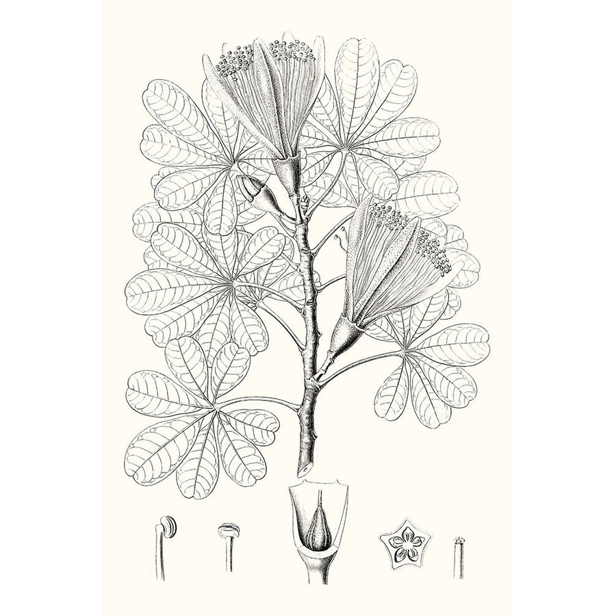 Illustrative Leaves II Poster Print - Studio Vision-VARPDX163525Z Image 1