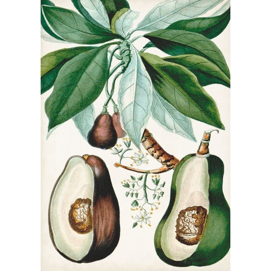 Turpin Tropical Fruit V Poster Print - Turpin-VARPDX163553Z Image 1