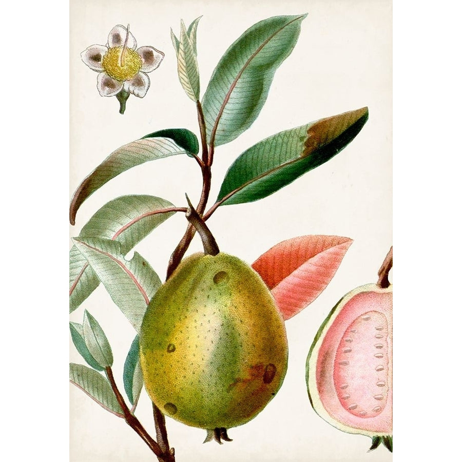 Turpin Tropical Fruit IX Poster Print - Turpin-VARPDX163557Z Image 1