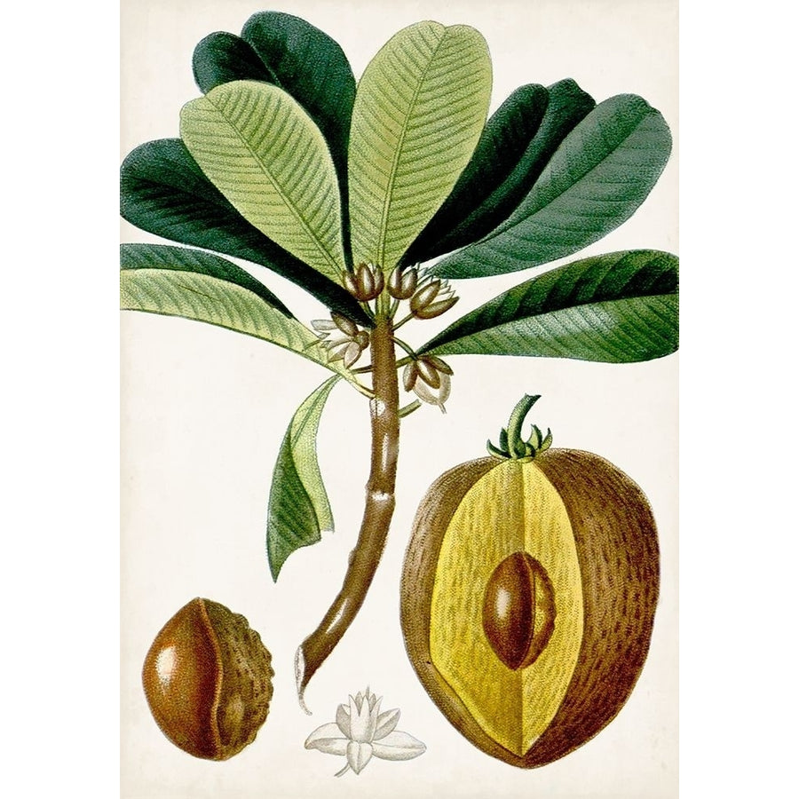 Turpin Tropical Fruit VI Poster Print - Turpin-VARPDX163554Z Image 1