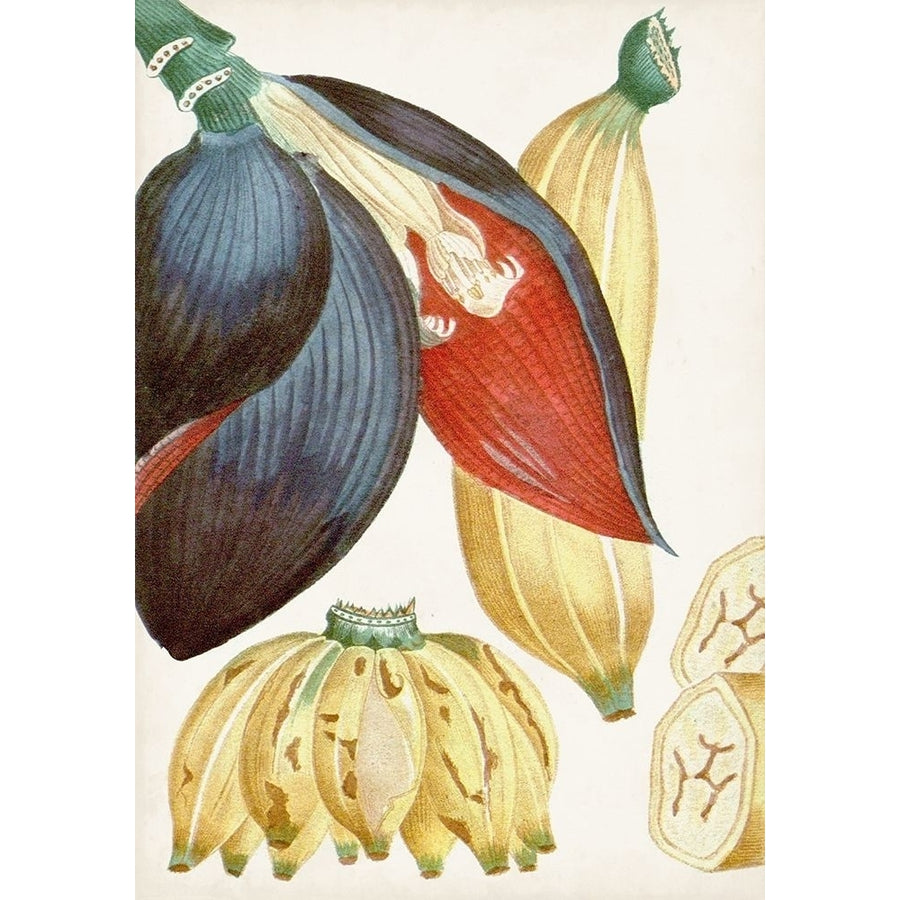 Turpin Tropical Fruit VII Poster Print - Turpin-VARPDX163555Z Image 1