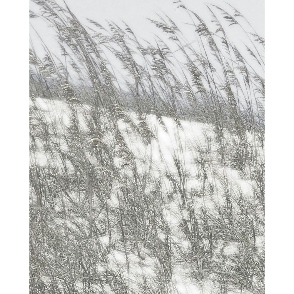 Lush Dunes VI Poster Print - Sharon Chandler-VARPDX163860Z Image 1