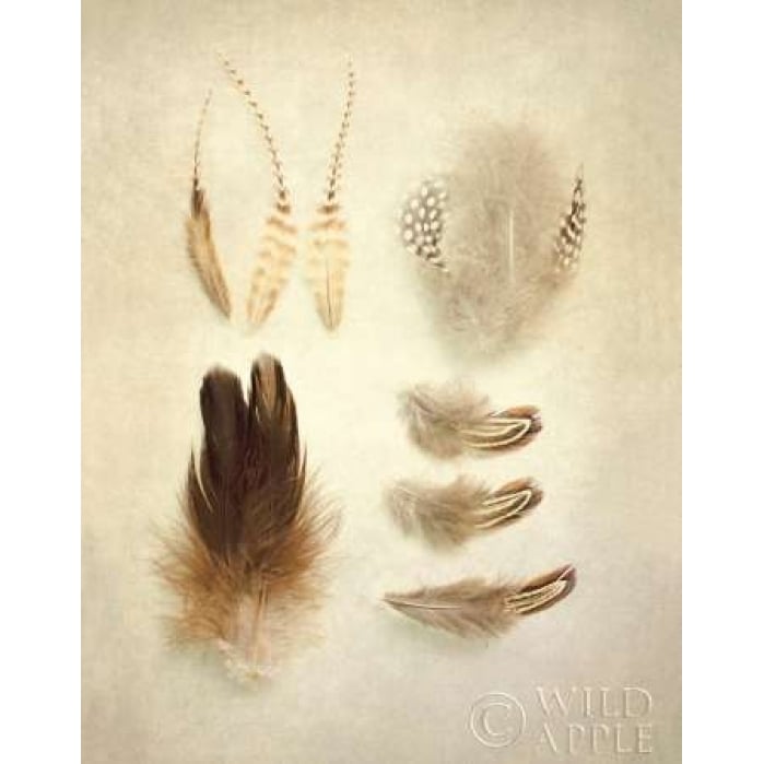 Feathers II Poster Print by Elizabeth Urquhart-VARPDX16433 Image 1